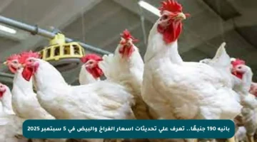 بانيه 190 جنيهًا.. تعرف على تحديثات أسعار الفراخ والبيض في 5 سبتمبر 2025